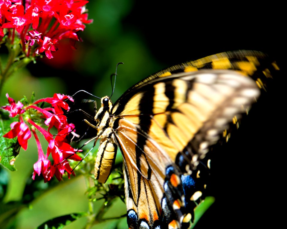 Butterfly eating nectar.