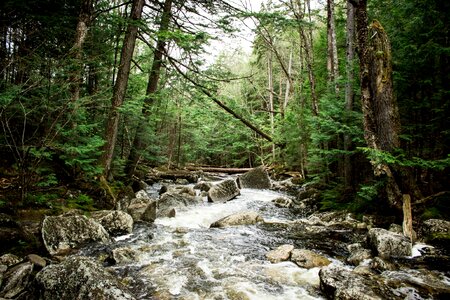 Nature rocks greenery photo