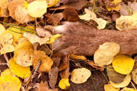 Pawing Fall