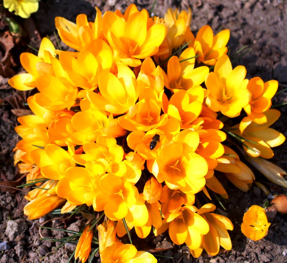 Hoverfly park spring