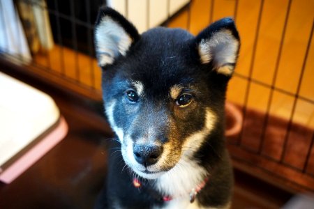 Shiba inu （柴犬） photo