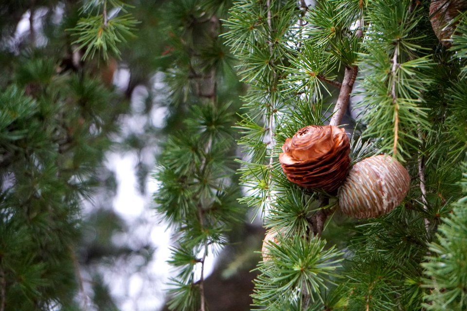 Young pinecones