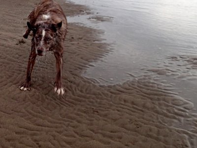 Stand Clear, Wet Dog Shake Coming