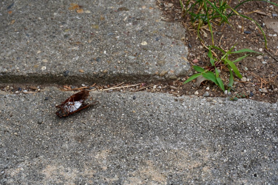 Dead aburazemi (cicada)