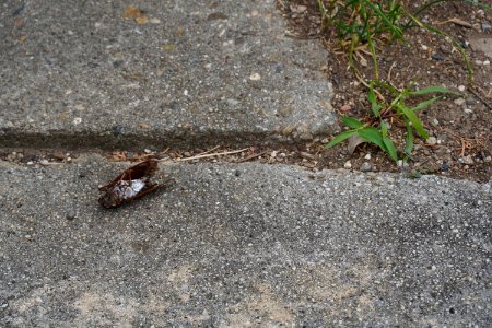 Dead aburazemi (cicada)