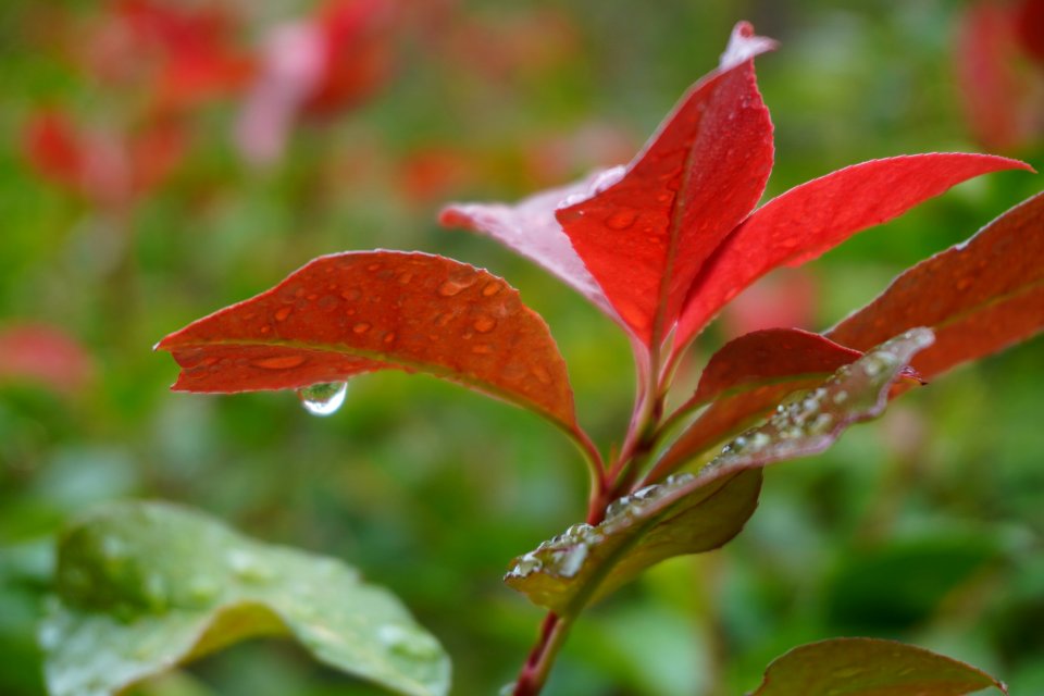 Waterdrops at Kiyomizu-dera temple