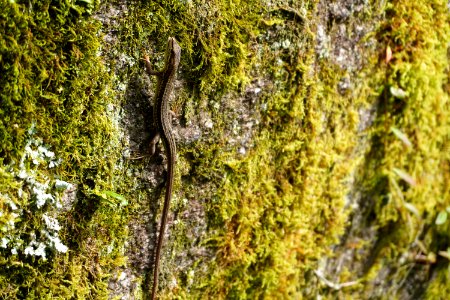 Lizard