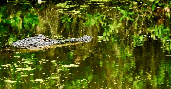 Alligator in Lake Hancock,FL.
