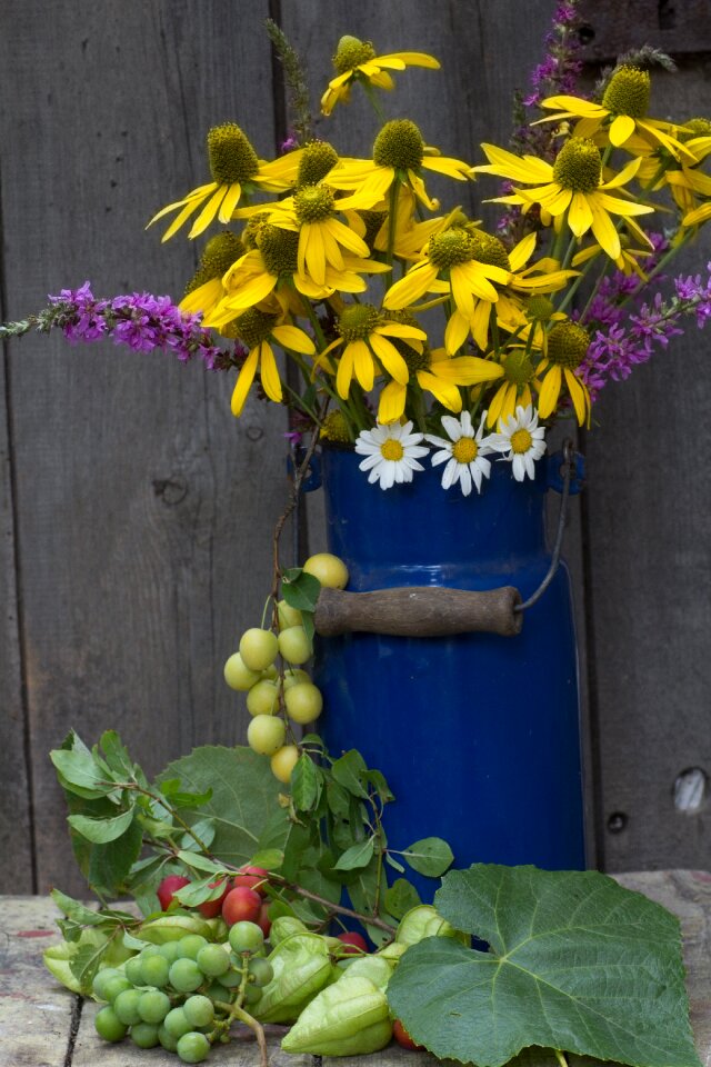 Coneflower grapes plums