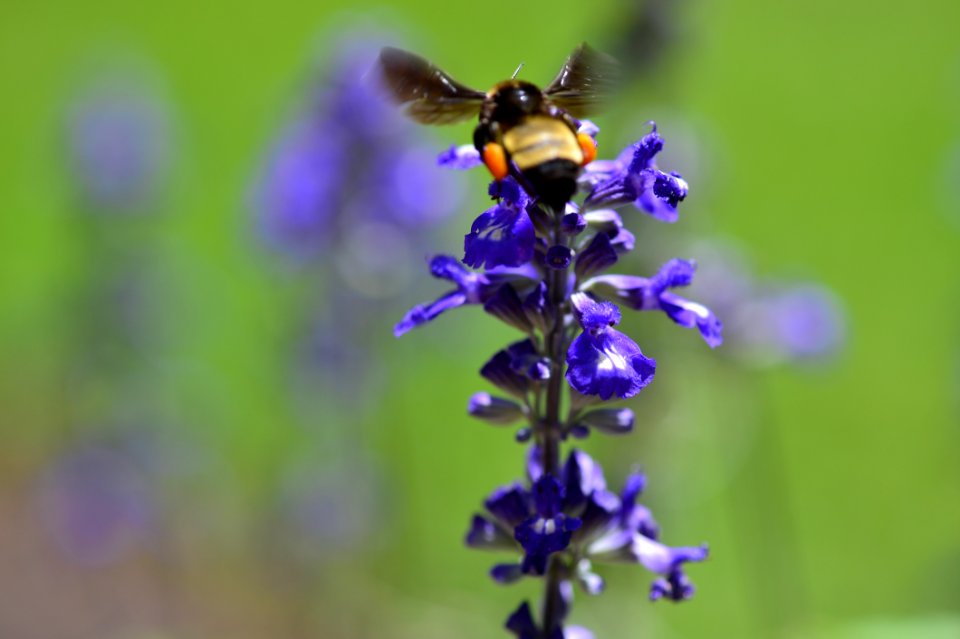 Bee with pollen sacs.