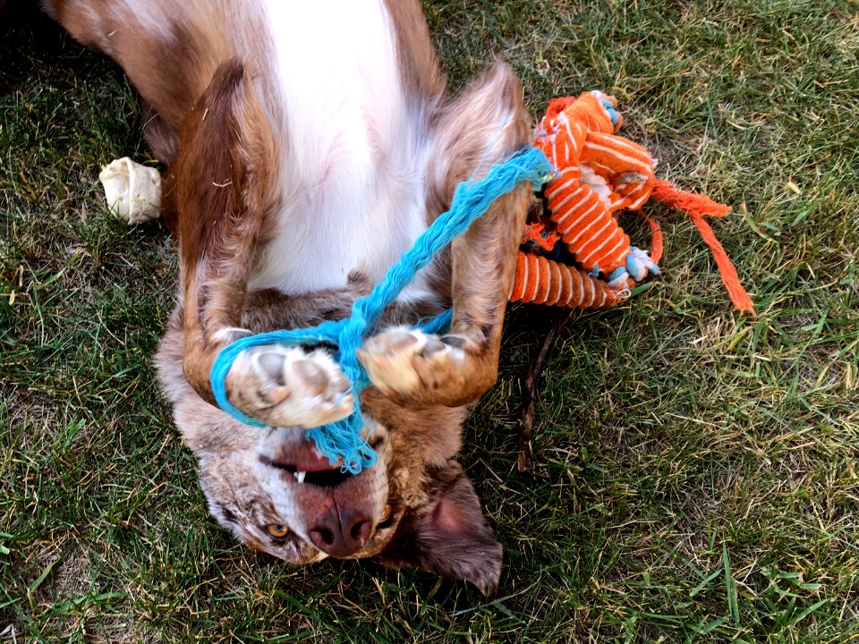 I Haz All The Toys