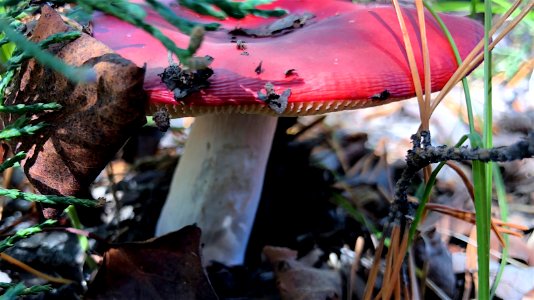 Red Roof Mushroom