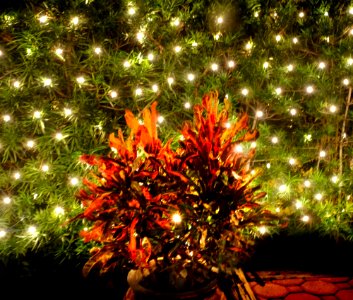 Croton plant at night.