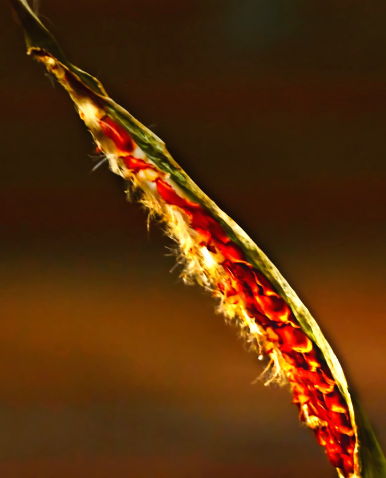 Very tiny seeds on milkweed plant