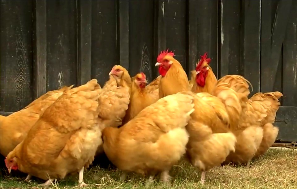 chickies gold