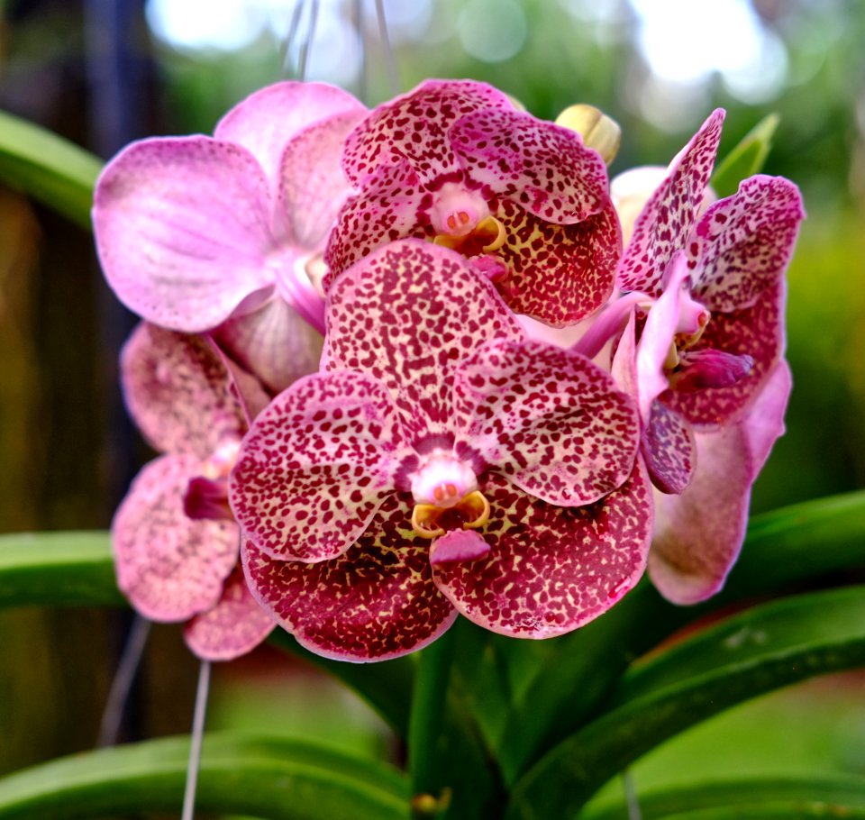 VANDA ORCHID UNDER OAK TREE IN BACKYARD