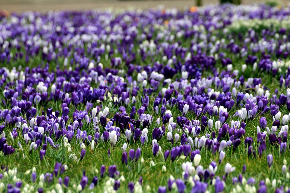 Flowers spring iridaceae