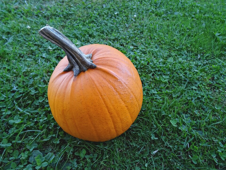 Nature harvest orange