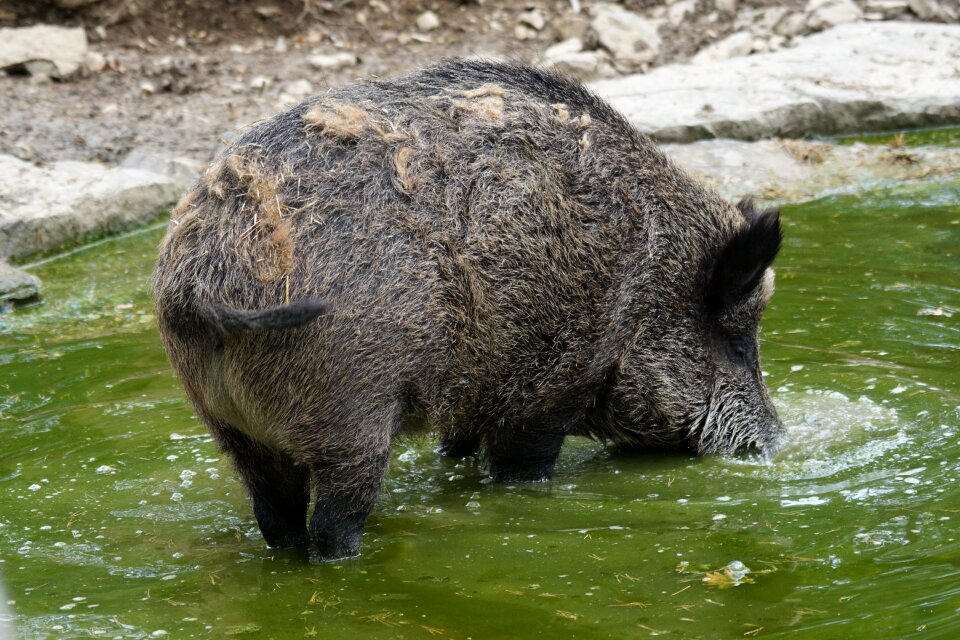 Boar schwarzkittel bache