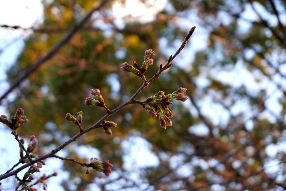 Cherry blossom buds