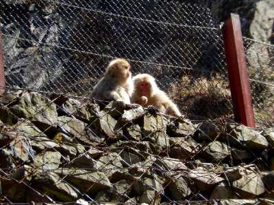 Jigokudani yaen-koen photo