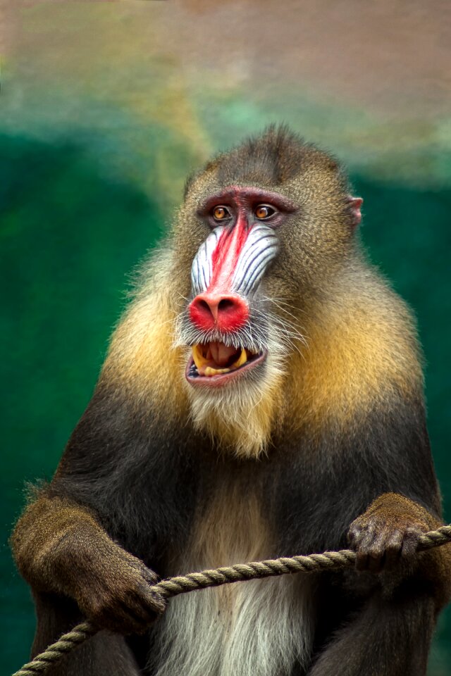 Baboon dangerous animal