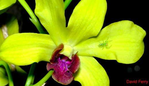Dendrobium with spider. Under oak tree.