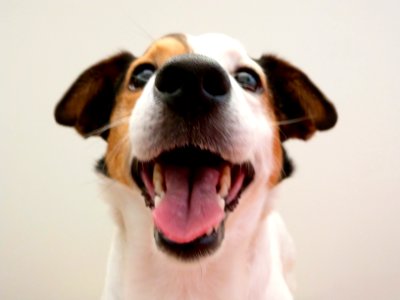 Office dog portraits photo