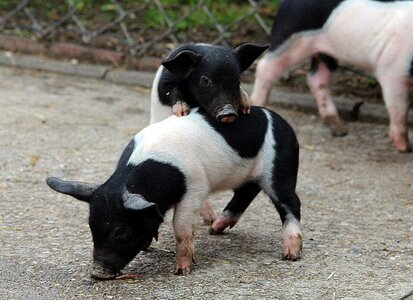Livestock mammal pigs photo