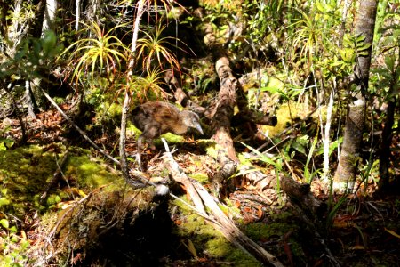 Weka on the Heaphy Track