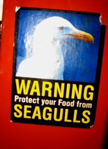 Serious Gulls They Have Here in Vancouver