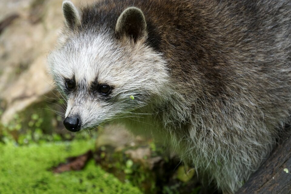 Raccoon foraging zoo