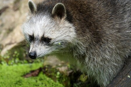 Raccoon foraging zoo photo