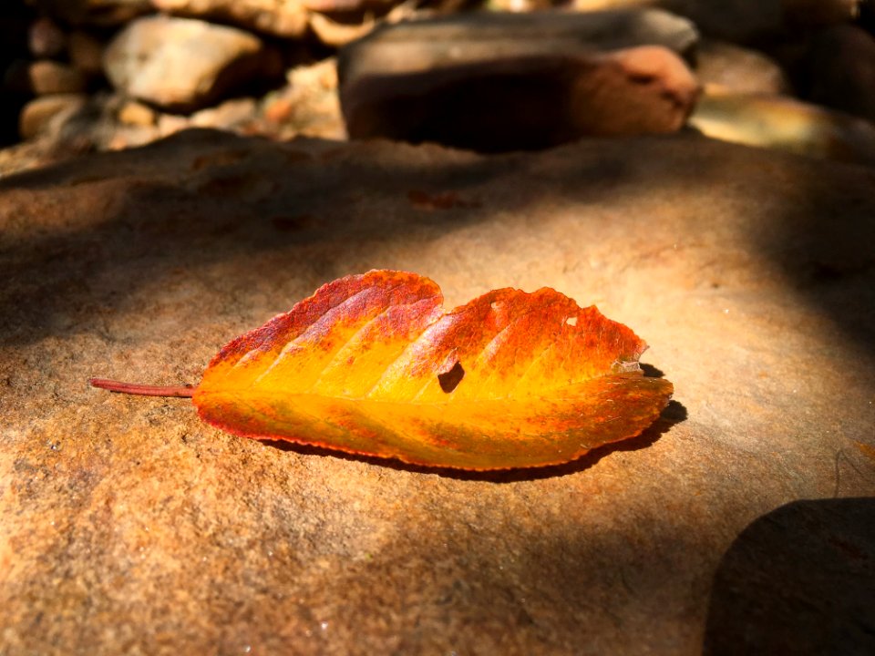 Fall As in Repose
