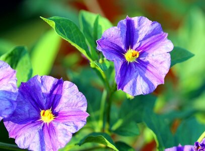 Purple plant wild flower