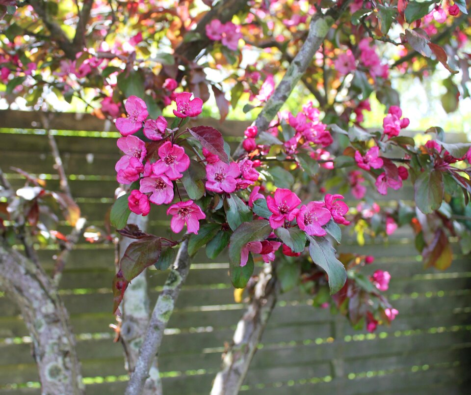 Branches flowers summer