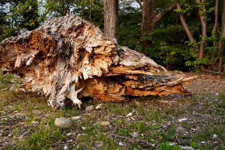 Broken tree