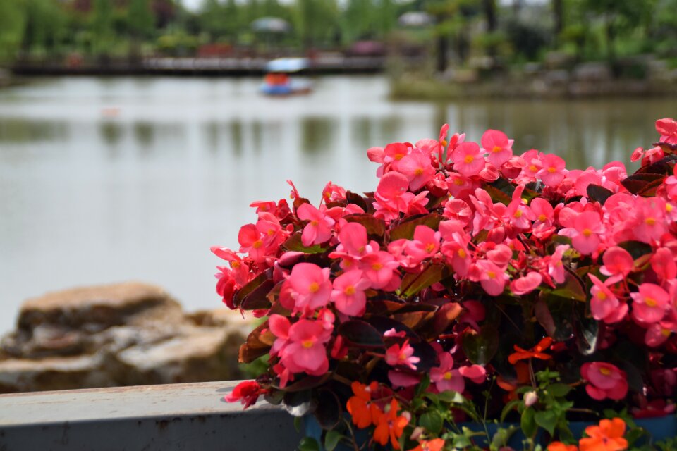 Pink water garden