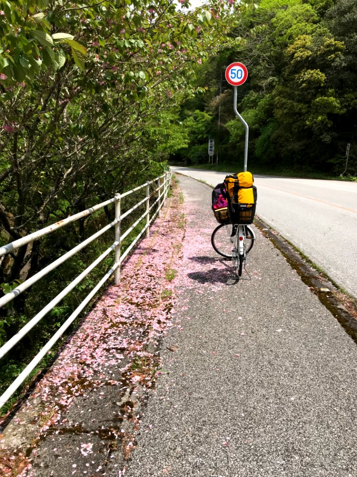 Cherry Blossoms fallen by the road with Bike