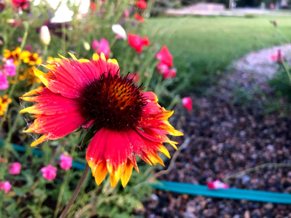 2019/365/231 One of a Kind