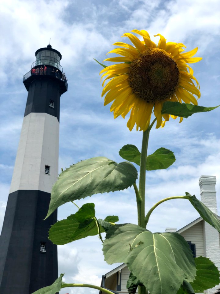 Beacon of Light