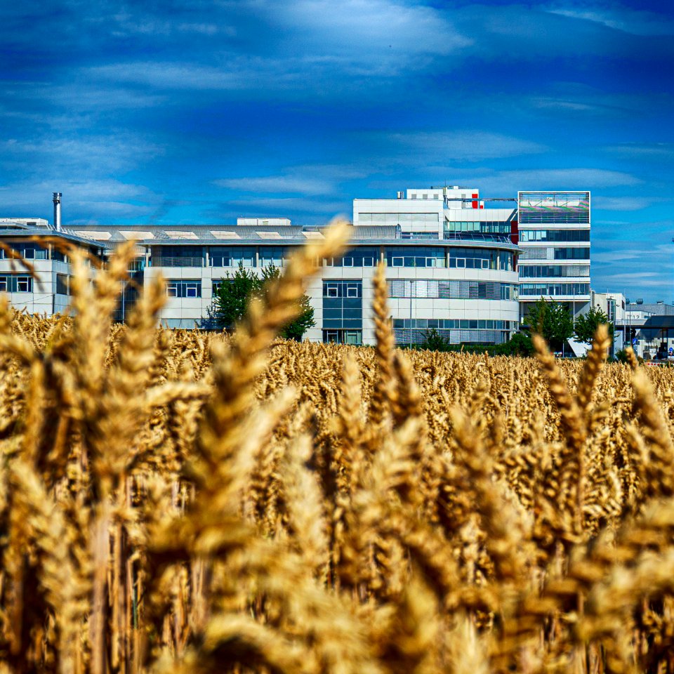 Feld