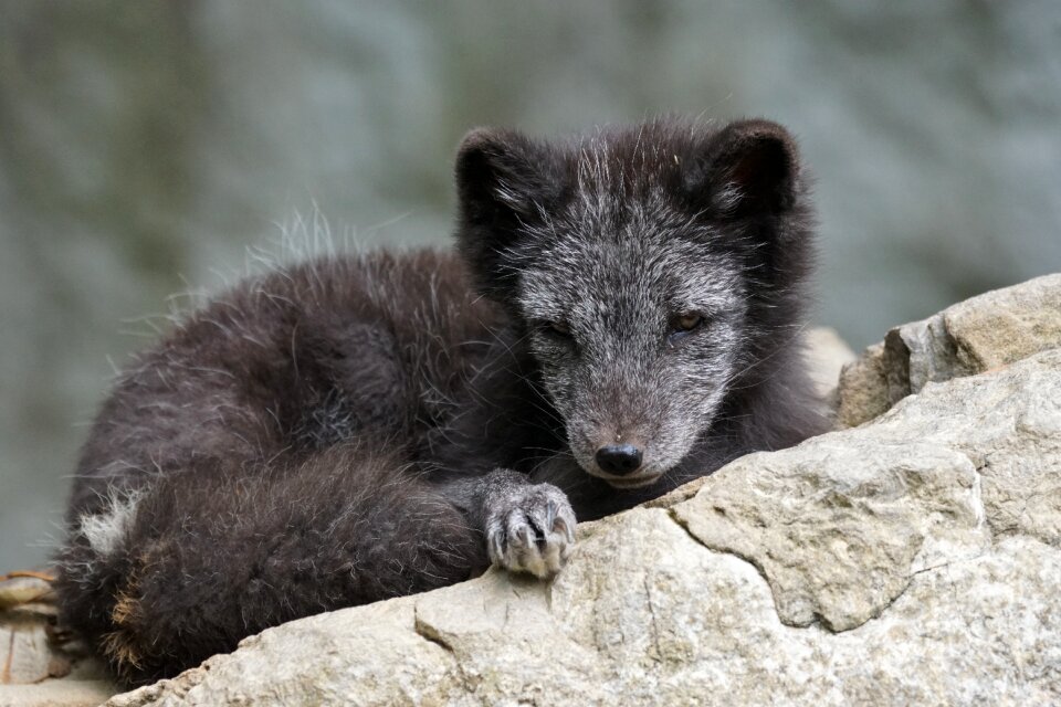 Arctic fox young dormant