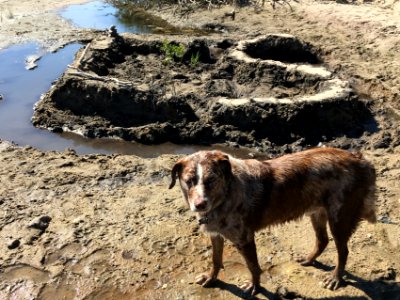 Not Impressed with the Sand Castle