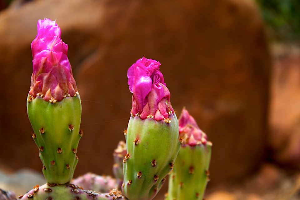 Last Gasp of the Blooming Beavertail Cacti