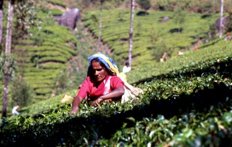 Kerala-Tea-Farm photo