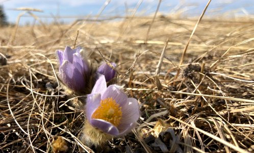 First in Spring