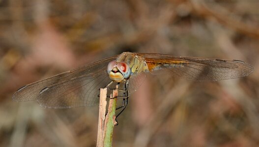 Sympetrum fonscolombii macro photo