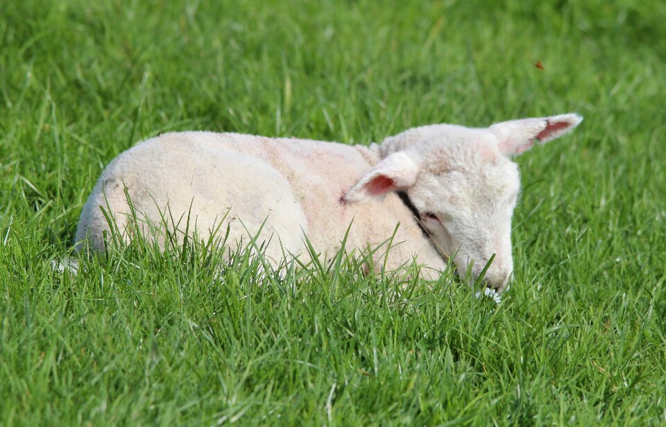 Farm cute easter sheep