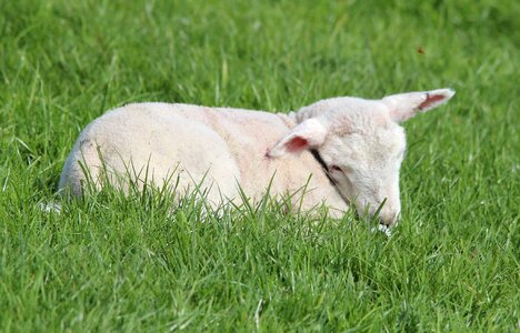 Farm cute easter sheep